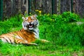 Beautiful Amur tiger Royalty Free Stock Photo