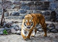 Beautiful Amur tiger Royalty Free Stock Photo