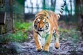 Beautiful Amur tiger Royalty Free Stock Photo