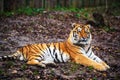 Beautiful Amur tiger Royalty Free Stock Photo