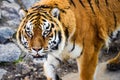 Beautiful Amur tiger Royalty Free Stock Photo