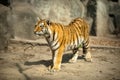 Beautiful amur tiger