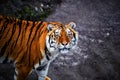 Beautiful amur tiger portrait