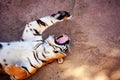 Beautiful amur tiger portrait. Dangerous animal