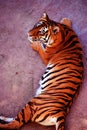 Beautiful amur tiger portrait. Dangerous animal