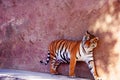 Beautiful amur tiger portrait. Dangerous animal