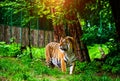 Beautiful amur tiger portrait. Dangerous animal