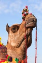Beautiful amusing decorated Camel on Bikaner Camel Festival in Rajasthan, India Royalty Free Stock Photo