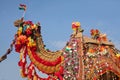 Beautiful amusing decorated Camel on Bikaner Camel Festival in Rajasthan, India