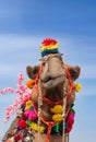 Beautiful amusing decorated Camel on Bikaner Camel Festival in Rajasthan, India