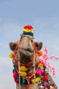 Beautiful amusing decorated Camel on Bikaner Camel Festival in Rajasthan, India Royalty Free Stock Photo