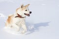 A beautiful amusing Japanese Akita Inu in a leather collar runs in winter on clean white fluffy snow with open jaws.