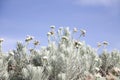 Beautiful Anaphalis javanica, Edelweiss in Papandayan Mountain