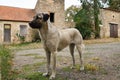 Anatolian shepherd dog Royalty Free Stock Photo