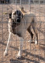 Beautiful anatolian shepherd dog sivas kangal kopek/kopegi is behind cage in a dog farm im Kangal city, Sivas Turkey Royalty Free Stock Photo