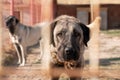 Beautiful anatolian shepherd dog sivas kangal kopek/kopegi is behind cage in a dog farm im Kangal city, Sivas Turkey Royalty Free Stock Photo