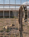 Beautiful anatolian shepherd dog sivas kangal kopek/kopegi is lying, sitting behind cage and .dog collar hangs on the fence in a Royalty Free Stock Photo