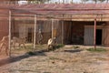 Beautiful anatolian shepherd dogs sivas kangal kopek/kopegi and their caretaker are behind cage in a dog farm in Kangal city, Royalty Free Stock Photo