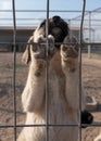 Beautiful anatolian shepherd puppy sivas kangal kopek/kopegi climbs the cage. Focus on puppy`s feet Royalty Free Stock Photo