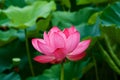 Beautiful ancient lotus flower blooming in the early morning swamp. Royalty Free Stock Photo