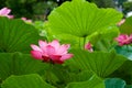 Beautiful ancient lotus flower blooming in the early morning swamp. Royalty Free Stock Photo