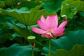 Beautiful ancient lotus flower blooming in the early morning swamp. Royalty Free Stock Photo