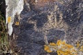 Beautiful ancient pictures carved on stones captured in Saimaluu Tash in Kyrgyzstan