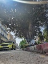 Beautiful ancient tree in the street With Longview