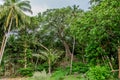 Beautiful ancient tropical forest landscape at Landhoo island at Noonu atoll Royalty Free Stock Photo