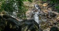 Beautiful Andahalena Ella waterfall in Beraliya rain forest, Water stream flowing through the lush foliage and the rocky mountain Royalty Free Stock Photo