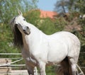 Beautiful andalusian stallion in spring Royalty Free Stock Photo