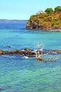 Beautiful andilana beach seaweed in dead tree and rock