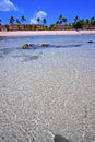 beautiful andilana beach seaweed in indian house