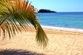 beautiful andilana beach seaweed in indian ocean leaf