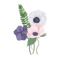 Beautiful Anemone blossoming flowers and leaves isolated on white background. Detailed drawing of gorgeous trendy