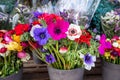 Beautiful Anemone coronaria flowers in blue, purple, white, red colors in the flowers shop. Royalty Free Stock Photo