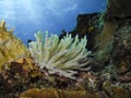 Dancing Anemone in the ocean floor surrounded by coral