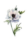 Beautiful anemone flower on a stem with green leaves. Pink and purple flower isolated on white background. Watercolor painting Royalty Free Stock Photo