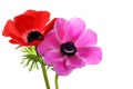 Beautiful anemone flowers Royalty Free Stock Photo