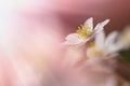 Beautiful anemone flowers on a gentle background. Selective soft focus