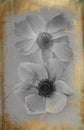 Beautiful anemone flowers, isolated on a vintage background with golden patina