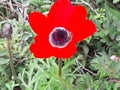 A beautiful anemone within a hiking trail in the woods Royalty Free Stock Photo