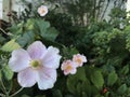 The beautiful Anemone Hybrida flower. Royalty Free Stock Photo