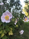 The beautiful Anemone Hybrida flower. Royalty Free Stock Photo