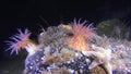 Beautiful anemone on sandy bottom underwter of White Sea.