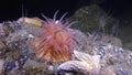 Beautiful anemone on sandy bottom underwter of White Sea.