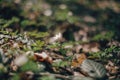 Beautiful anemone white flower in sunny spring woods. Fresh first flowers in warm sunlight in the forest. Springtime. Hello spring