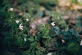 Beautiful anemones white flowers in sunny spring woods. Fresh first flowers in warm sunlight in the forest, selective focus.