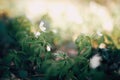 Beautiful anemones white flowers in sunny spring woods. Fresh first flowers in warm sunlight in the forest, selective focus. Royalty Free Stock Photo