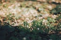 Beautiful anemones white flowers in sunny spring woods. Fresh first flowers in warm sunlight in the forest. Springtime. Hello Royalty Free Stock Photo